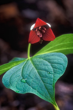 Southern Red Trillium