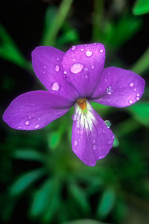Birdfoot Violet