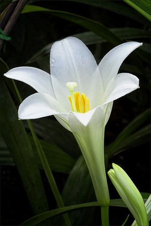 Lily