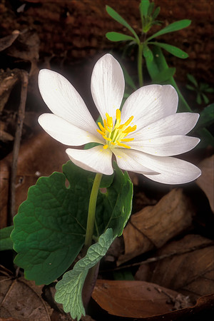 Bloodroot