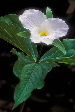 Large-Flowered Trillium