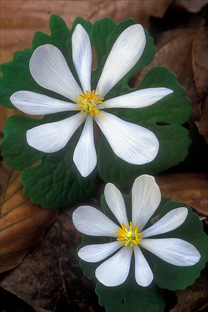 Bloodroot