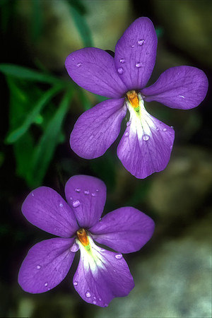 Birdfoot Violets
