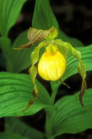 Yellow Lady Slipper