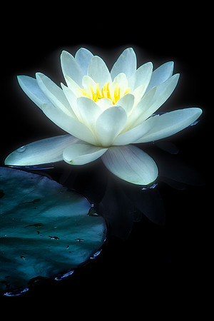Water Lily