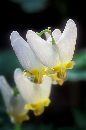 Dutchman's Breeches